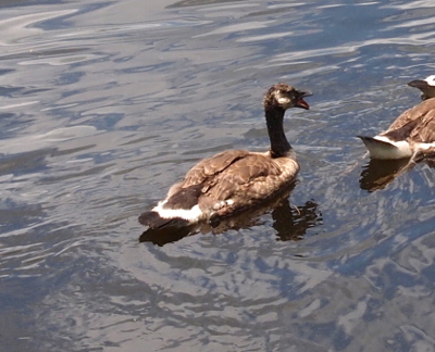 [One gosling swims behind the tail feathers of one of its siblings. The dark patches on the head and neck are nearly black. The tail feather are very dark brown.]